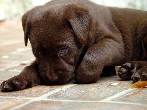 Chocolate Lab 9